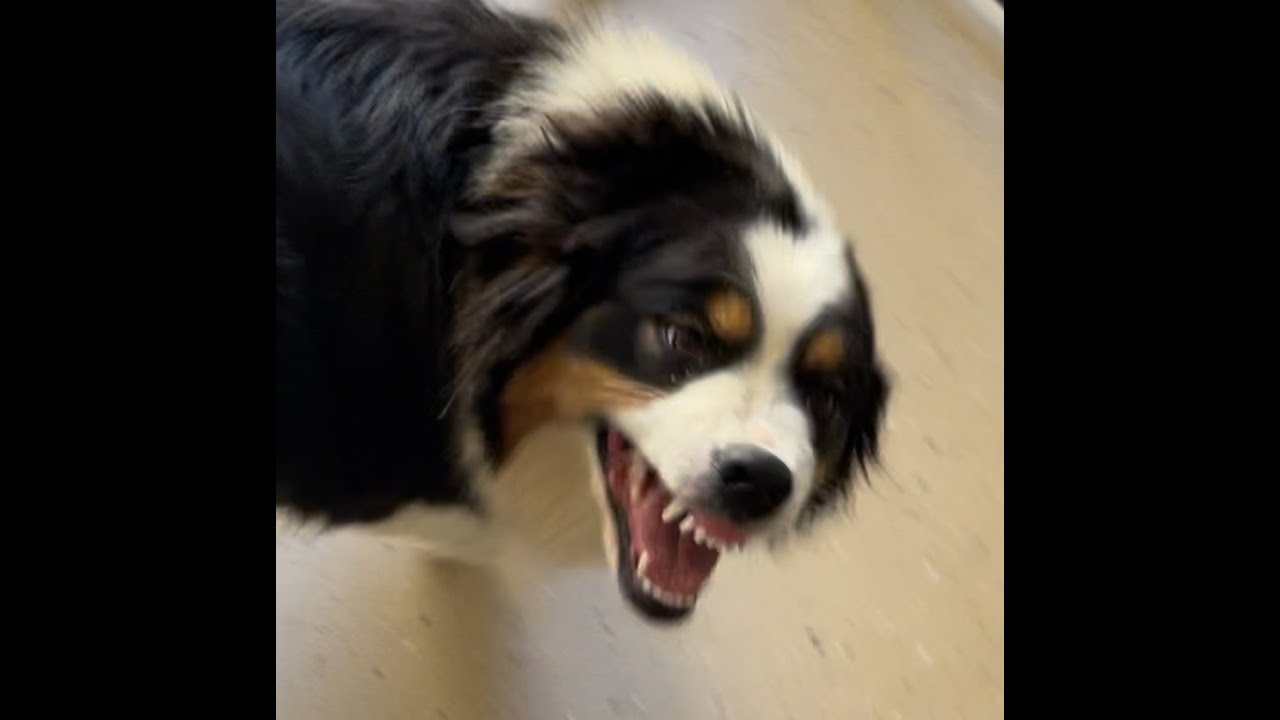 10 Dog Body Language Signals You Need to Understand