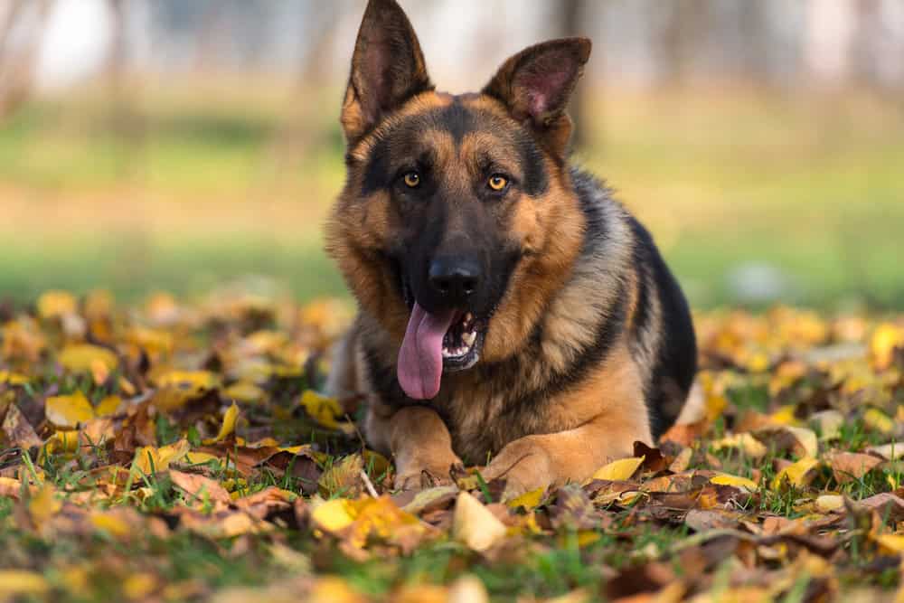 10 Dog Body Language Signals You Need to Understand