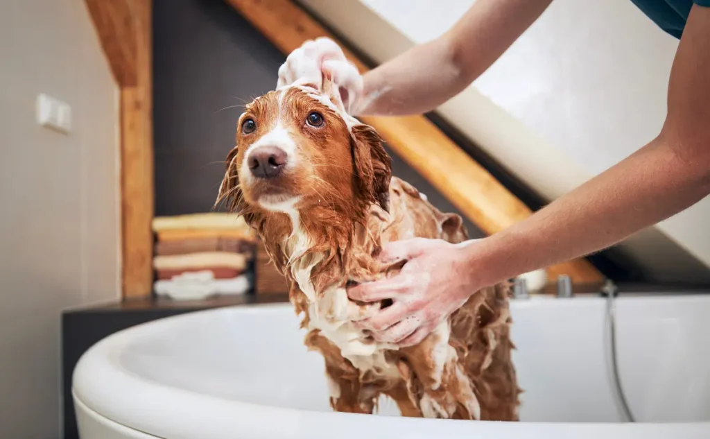 How Often Should I Bathe My Dog?