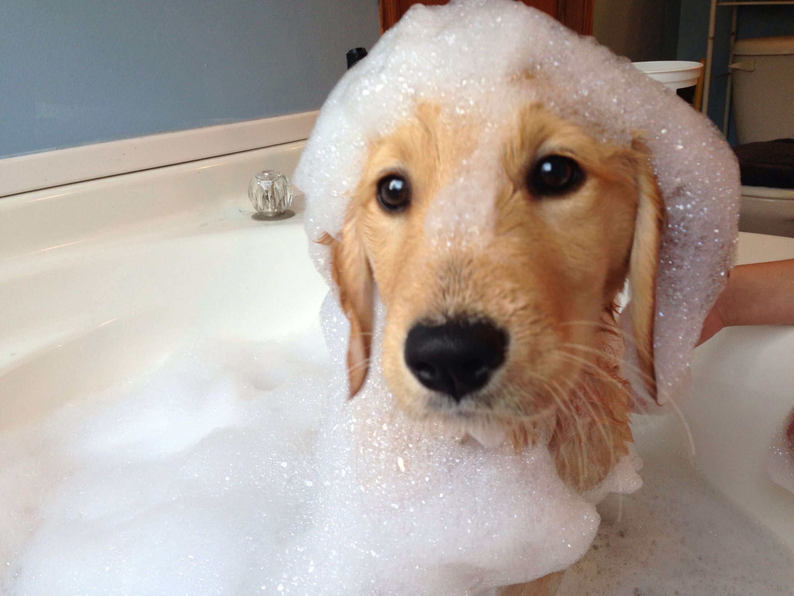 5 Fun Games to Play with Dogs Indoors.