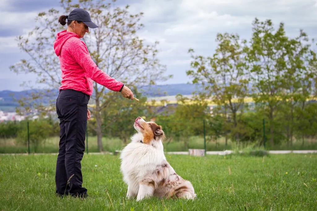 10 Simple Tricks to Train Your Dog 10 Simple Tricks to Train Your Dog