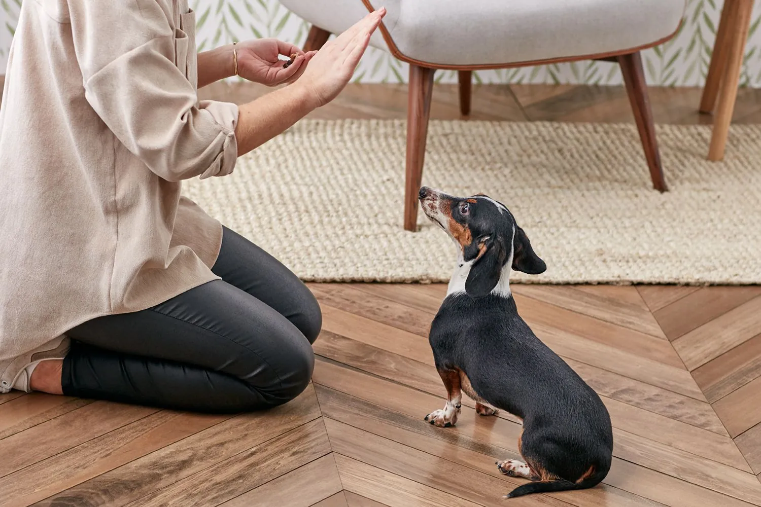 10 Simple Tricks to Train Your Dog 10 Simple Tricks to Train Your Dog