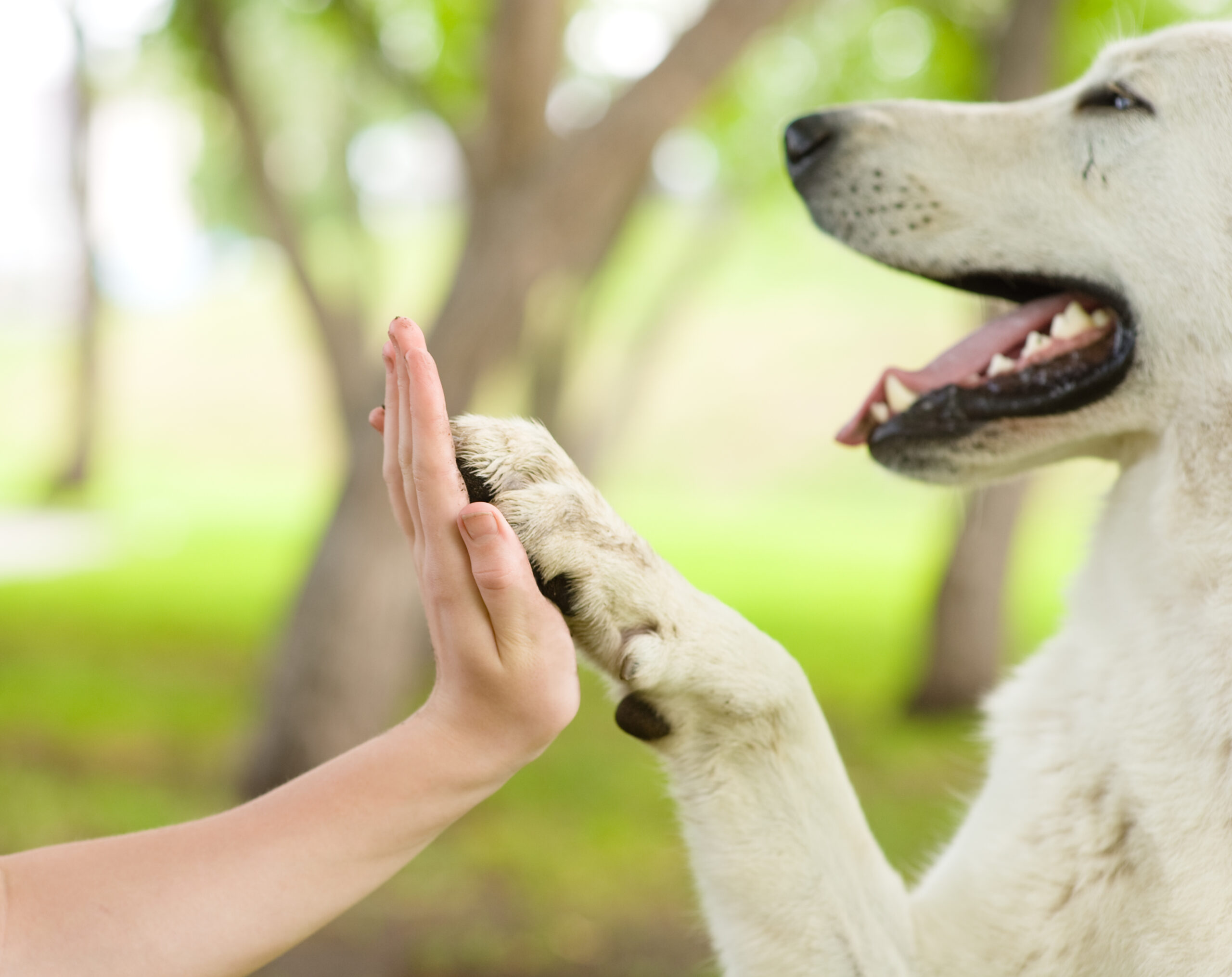 How Long Do Dogs Live?