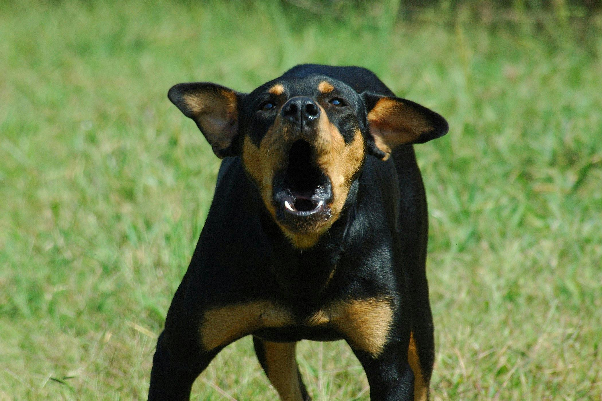 How to Stop a Dog from Barking?
