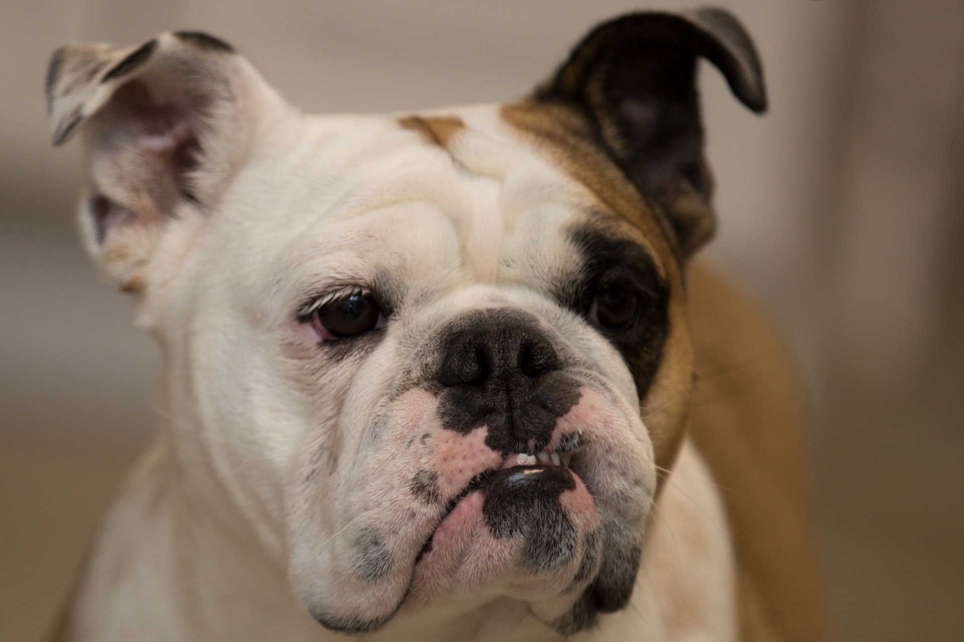 How Long Do Dogs Live?