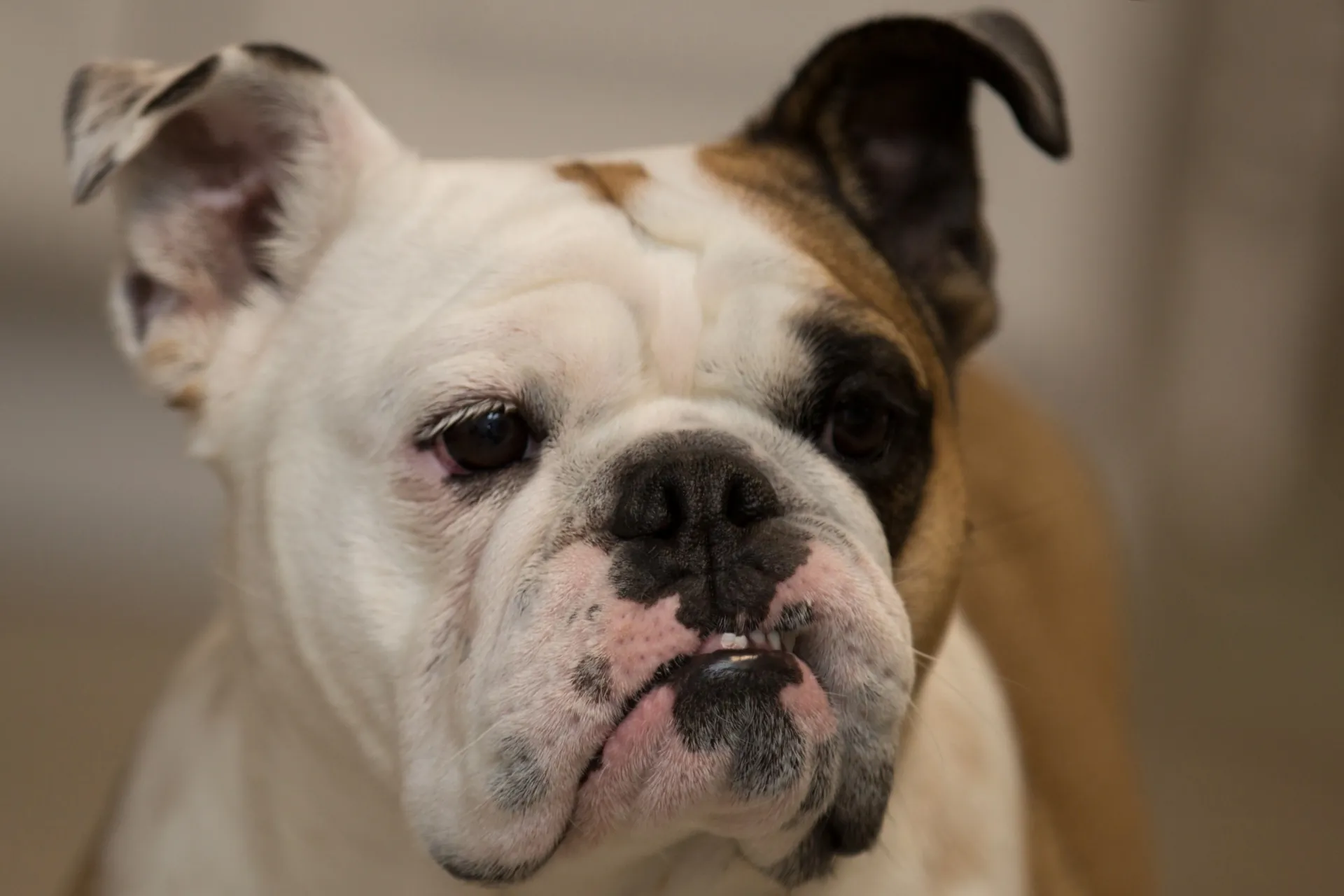 How to Stop a Dog from Barking? How to Stop a Dog from Barking?