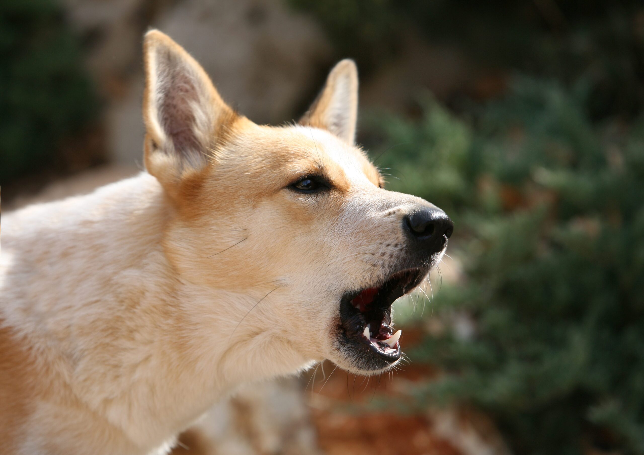 How to Stop a Dog from Barking?