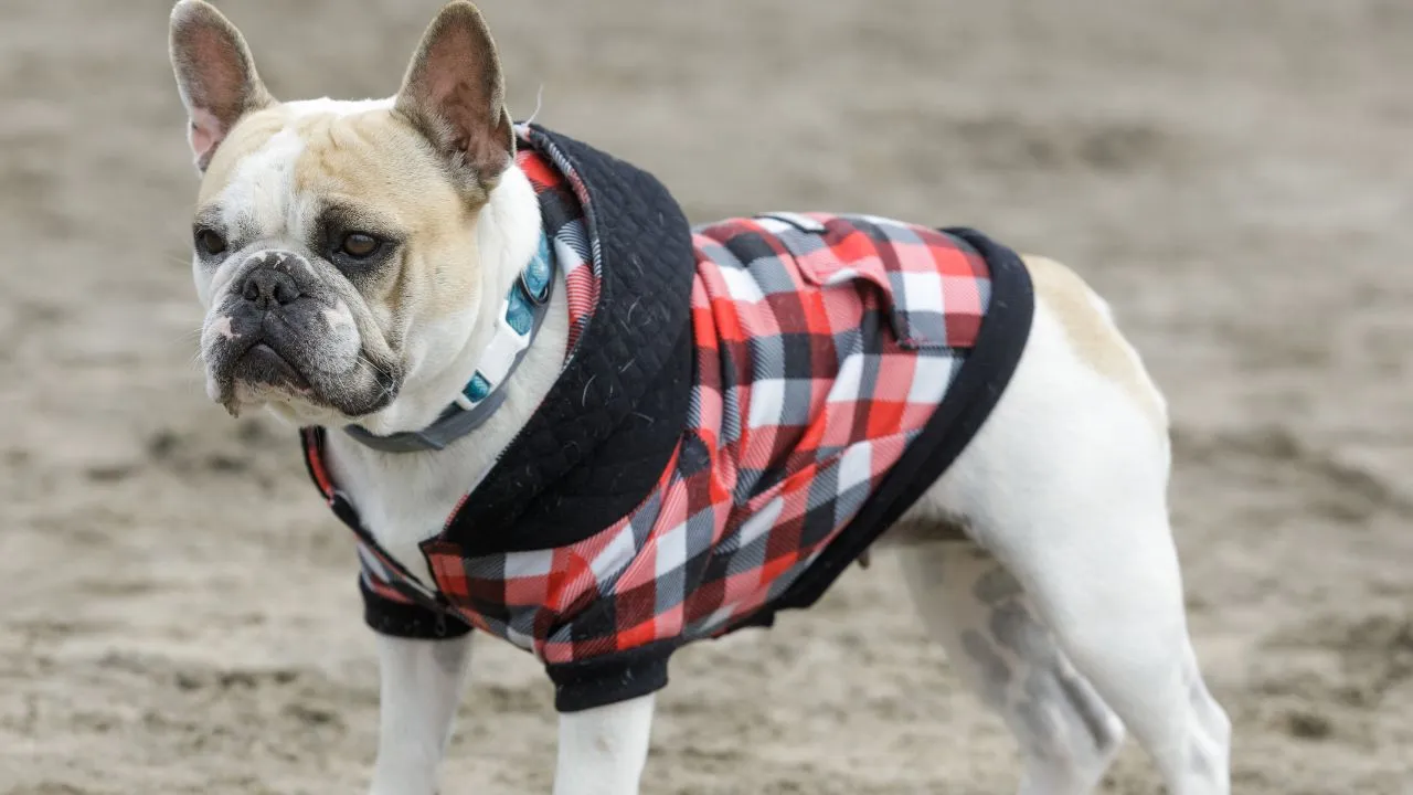 Do Pets Really Need Hoodies in Cold Weather?