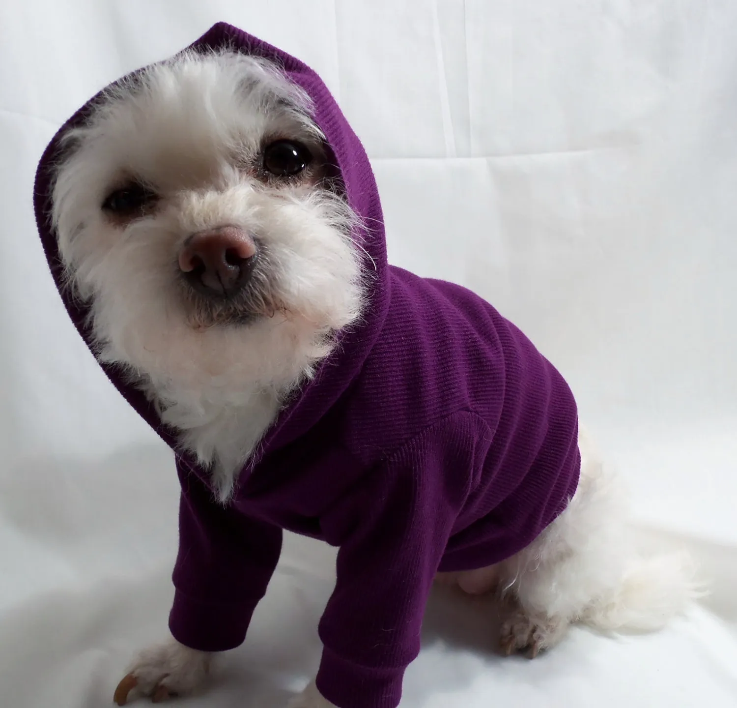 Do Pets Really Need Hoodies in Cold Weather?